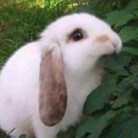 Meet your Posher, Laila - Picture 1 of 1